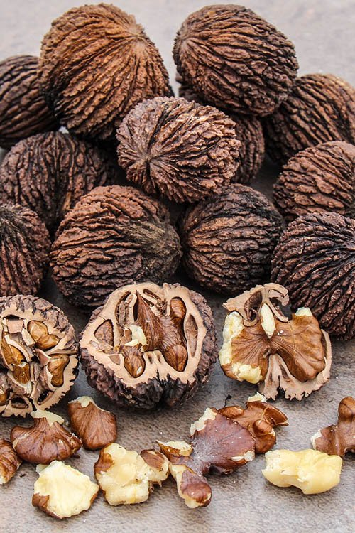 Black Walnut